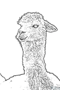 lamma Coloring Pages To Print